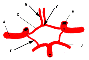 Circle_of_willis